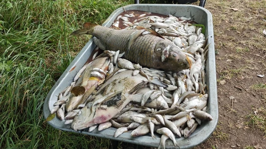 Peces muertos a causa de la combinación de las altas temperaturas en el lago Modlanská, al norte de la República Checa. Peces muertos a causa de la combinación de las altas temperaturas en el lago Modlanská, al norte de la República Checa.