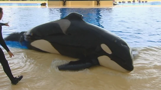 Imagen de una orca en un acuario Imagen de una orca en un acuario