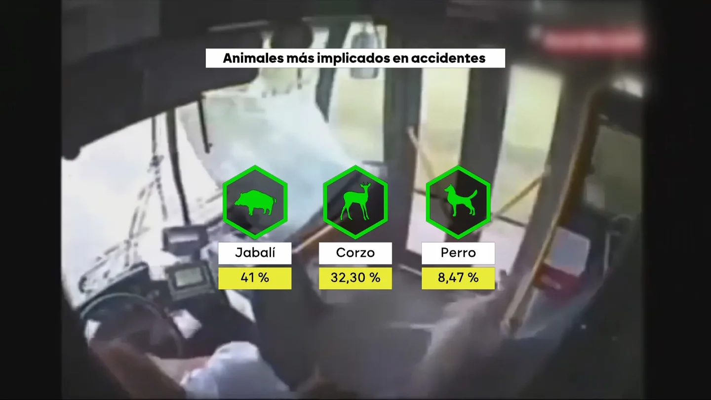 Los animales, la nueva preocupación de la DGT: los jabalíes, corzos y perros están implicados en uno de cada tres accidentes de tráfico Los animales, la nueva preocupación de la DGT: los jabalíes, corzos y perros están implicados en uno de cada tres accidentes de tráfico