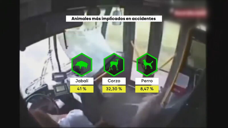 Los animales, la nueva preocupación de la DGT: los jabalíes, corzos y perros están implicados en uno de cada tres accidentes de tráfico 