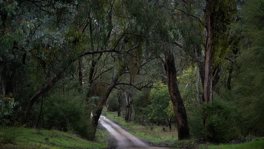 Imagen de un bosque de Australia Imagen de un bosque de Australia