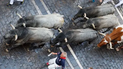 Los toros cárdenos de José Escolar, unidos en el sexto encierro de San Fermín de 2025 Los toros cárdenos de José Escolar, unidos en el sexto encierro de San Fermín de 2025