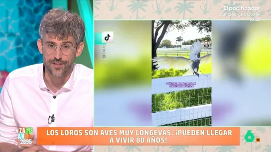 Víctor Algra advierte a quien quiera un loro como mascota: "¿Podemos darle la vida que se merece durante los próximos 50 años?" Víctor Algra explica en este vídeo los motivos de la gran longevidad de los loros, que en algunos casos pueden llegar a vivir hasta 75 años. En este vídeo, avisa que este tipo de animales domésticos "se heredan".
