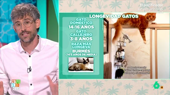 Víctor Algra desvela los secretos de la longevidad de nuestras mascotas: estas son las razas de perros y gatos que viven más Victor Algra desvela algunas curiosidades sobre la esperanza de vida de los perros y los gatos. En este vídeo, explica cuáles son las razas que viven más años y las que tienen una menor esperanza de vida.
