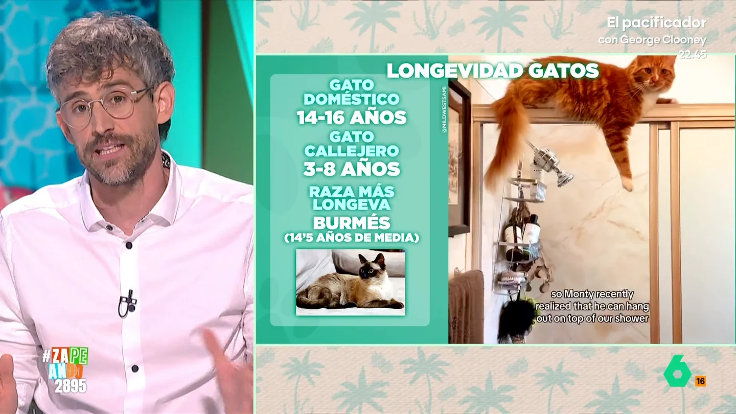 Víctor Algra desvela los secretos de la longevidad de nuestras mascotas: estas son las razas de perros y gatos que viven más Victor Algra desvela algunas curiosidades sobre la esperanza de vida de los perros y los gatos. En este vídeo, explica cuáles son las razas que viven más años y las que tienen una menor esperanza de vida.