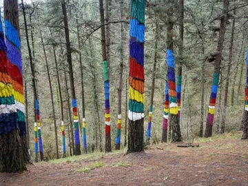 Bosque de Oma, en Vizcaya Bosque de Oma, en Vizcaya