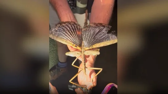 El bicho palo conocido más grande de todo Australia. Imagen del bicho palo conocido más grande de todo Australia.