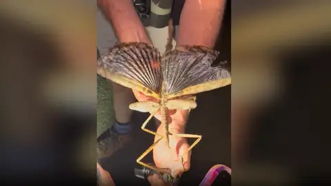 El bicho palo conocido más grande de todo Australia. Imagen del bicho palo conocido más grande de todo Australia.