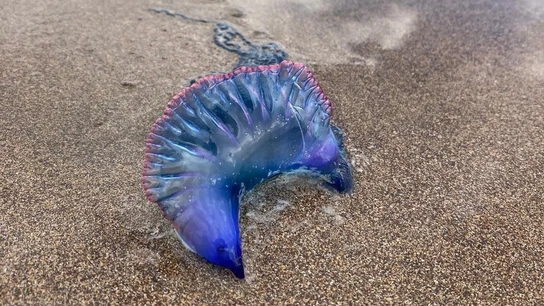 Ejemplar de carabela portuguesa en una playa de Gran Canaria. Ejemplar de carabela portuguesa en una playa de Gran Canaria.