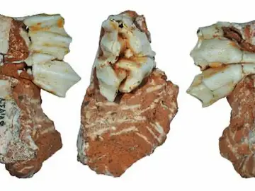 Un diente fósil recuperado en el yacimiento de Galería, sierra de Atapuerca Un diente fósil recuperado en el yacimiento de Galería, sierra de Atapuerca