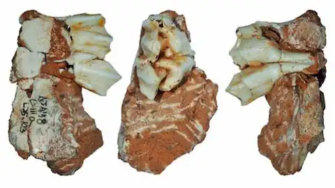 Un diente fósil recuperado en el yacimiento de Galería, sierra de Atapuerca Un diente fósil recuperado en el yacimiento de Galería, sierra de Atapuerca