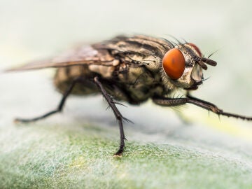Mosca