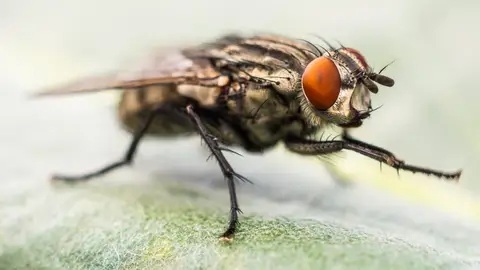 Mosca Mosca