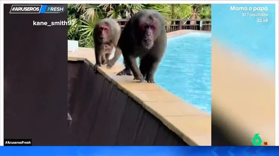 Un turista en Tailandia vive un momento de pánico rodeado de monos en la piscina Un turista en Tailandia vive un momento de pánico rodeado de monos en la piscina