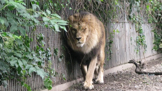 Un león, en el zoo de Aalborg (Dinamarca), en junio de 2011 Un león, en el zoo de Aalborg (Dinamarca), en junio de 2011