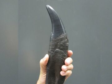 Un diente de Tyrannosaurus rex