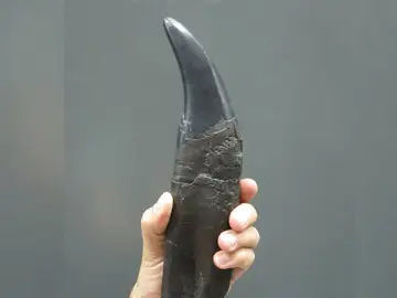 Un diente de Tyrannosaurus rex Un diente de Tyrannosaurus rex