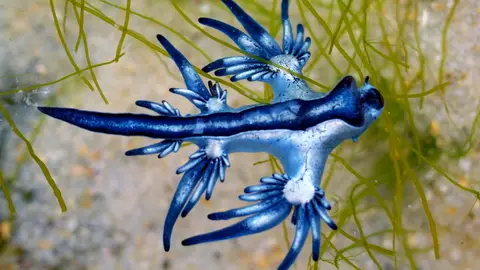 Dragón azul Dragón azul