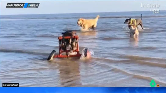 El emotivo vídeo de la perrita en silla de ruedas que se esfuerza para poder bañarse en la playa como una más El emotivo vídeo de la perrita en silla de ruedas que se esfuerza para poder bañarse en la playa como una más