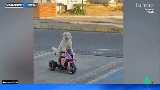 El divertido viral del perro motero que le roba el juguete al niño para "chulearse" por el vecindario El divertido viral del perro motero que le roba el juguete al niño para "chulearse" por el vecindario