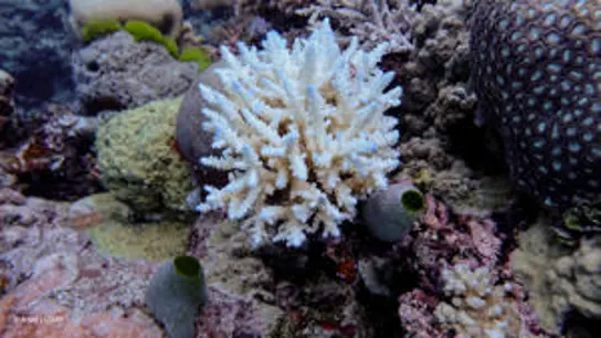 La Gran Barrera de Coral en su mayor declive histórico La Gran Barrera de Coral en su mayor declive histórico