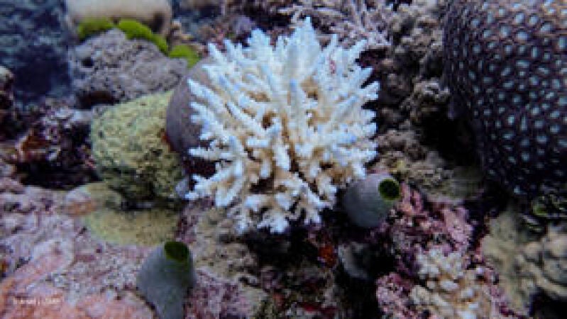 La Gran Barrera de Coral en su mayor declive histórico