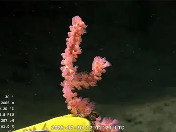 Transmisión en vivo a 3.900 metros de profundidad de una misión oceánica Transmisión en vivo a 3.900 metros de profundidad de una misión oceánica