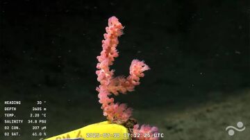 Transmisión en vivo a 3.900 metros de profundidad de una misión oceánica