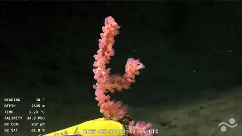 Transmisión en vivo a 3.900 metros de profundidad de una misión oceánica Transmisión en vivo a 3.900 metros de profundidad de una misión oceánica