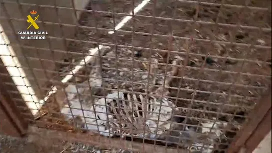 La Guardia Civil halla 32 perros muertos por inanición en una finca de Badajoz. La Guardia Civil halla 32 perros muertos por inanición en una finca de Badajoz.