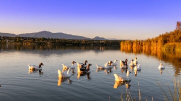 Gansos en el embalse de Cazalegas