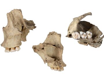 Maxilar humano canibalizado de la cueva de El Mirador