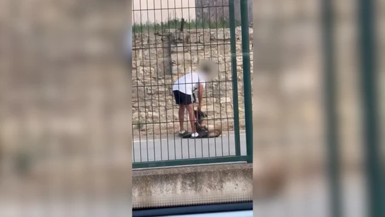Imagen de la agresión a un perro en Calaf. Imagen de la agresión a un perro en Calaf.