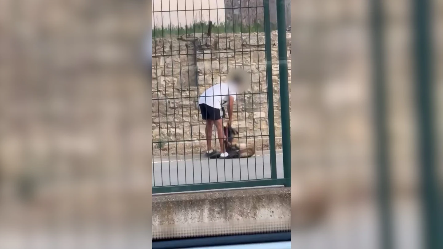 Imagen de la agresión a un perro en Calaf. Imagen de la agresión a un perro en Calaf.