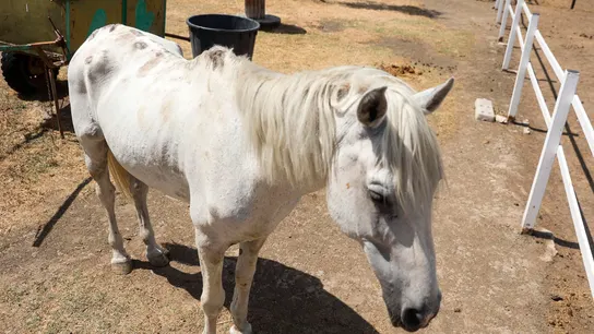 Imagen de un caballo de Burrolandia, la asociación dedicada al cuidado y rescate de burros y otros animales Imagen de un caballo de Burrolandia, la asociación dedicada al cuidado y rescate de burros y otros animales