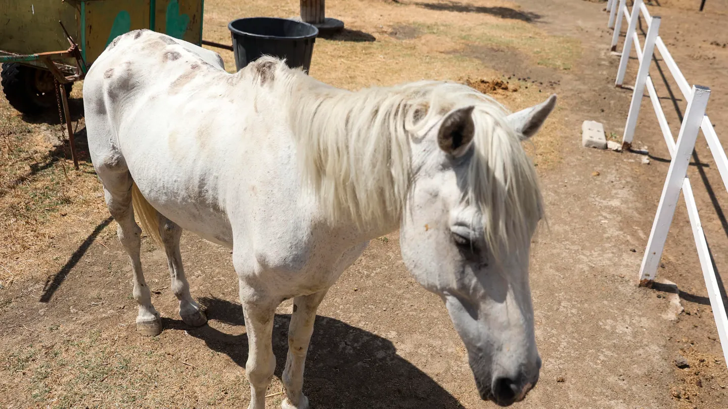 Imagen de un caballo de Burrolandia, la asociación dedicada al cuidado y rescate de burros y otros animales Imagen de un caballo de Burrolandia, la asociación dedicada al cuidado y rescate de burros y otros animales