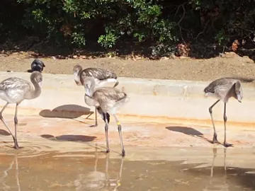 El Centro de Conservación de la Biodiversidad suma el nacimiento de ocho espátulas y cuatro flamencos El Centro de Conservación de la Biodiversidad suma el nacimiento de ocho espátulas y cuatro flamencos
