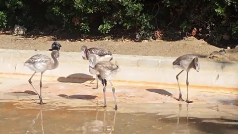 El Centro de Conservación de la Biodiversidad suma el nacimiento de ocho espátulas y cuatro flamencos El Centro de Conservación de la Biodiversidad suma el nacimiento de ocho espátulas y cuatro flamencos