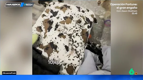 El dálmata ninja: así se camufla en el sofá y ni sus amigos perrunos lo ven El dálmata ninja: así se camufla en el sofá y ni sus amigos perrunos lo ven