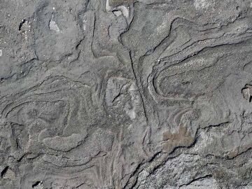 Sismitas halladas en la Playa de Tortuguero