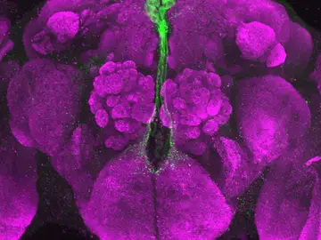 Neuronas productoras de insulina en Drosophila subobscura Neuronas productoras de insulina en Drosophila subobscura