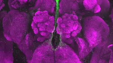 Neuronas productoras de insulina en Drosophila subobscura Neuronas productoras de insulina en Drosophila subobscura