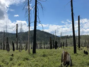 Bosque quemado Bosque quemado