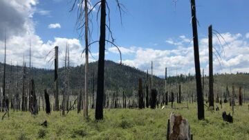 Bosque quemado