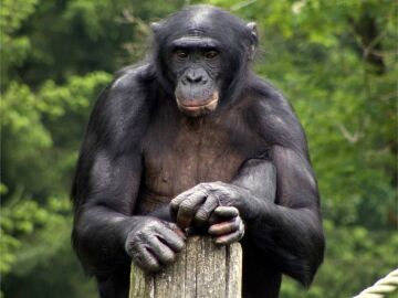 Bonobo
