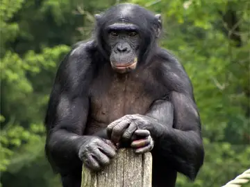 Bonobo Bonobo