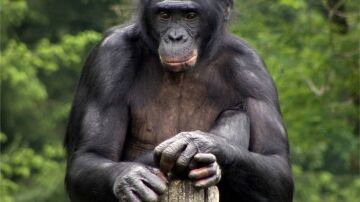 Bonobo