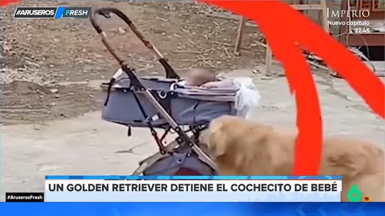 La heroica reacción de un Golden Retriever al salir al rescate de un bebé deteniendo su carrito sin freno La heroica reacción de un Golden Retriever al salir al rescate de un bebé deteniendo su carrito sin freno