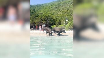 "isla de los cerditos" de Grecia