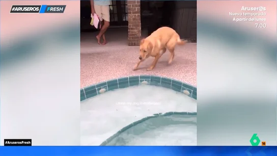 La divertida reacción de un cachorro de Golden Retriever al bañarse por primera vez en una piscina La divertida reacción de un cachorro de Golden Retriever al bañarse por primera vez en una piscina